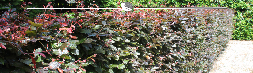 Fagus sylvatica Atropunicea - Rode Beuk blad